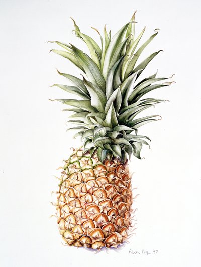 Ananas, 1997 von Alison Cooper